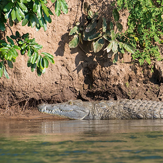 Lower Zambezi - Crocodile